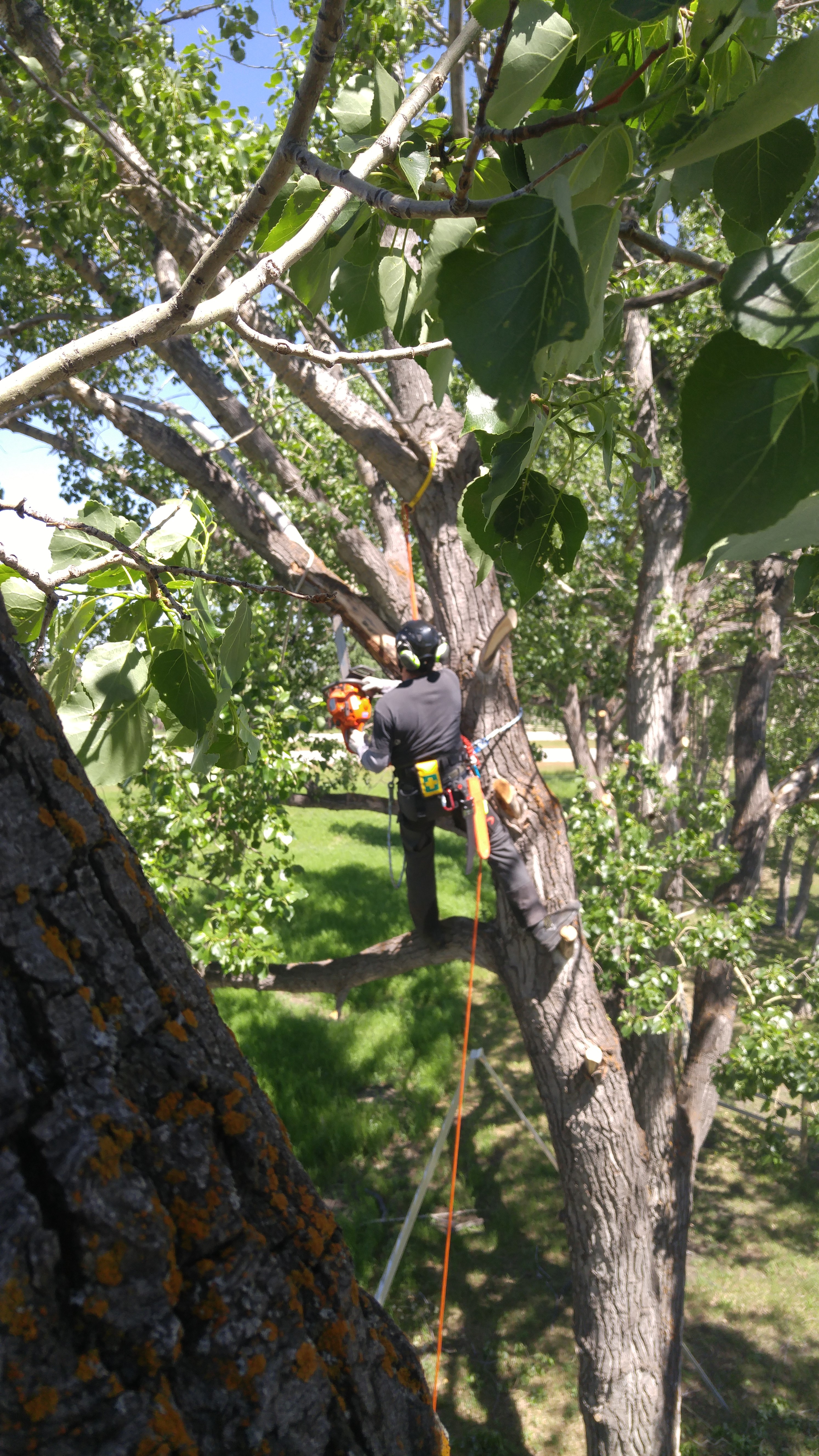 Bordernorth Tree Service Dangerous
